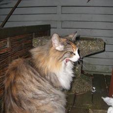 Norsk Skovkat Cayica's Miakoda Adahy