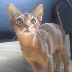 Abyssinier Babe