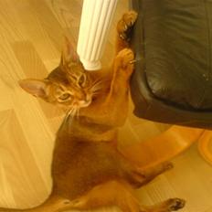 Abyssinier Babe