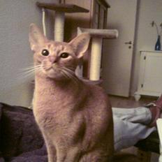 Abyssinier Chanel