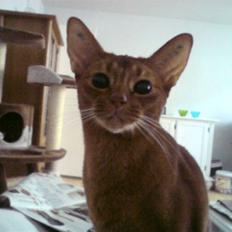 Abyssinier Chanel