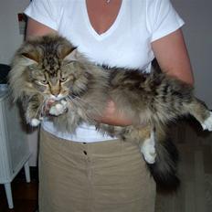 Maine Coon Danilo