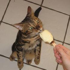 Bengal Zodiac Midnight Gold