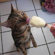 Bengal Zodiac Midnight Gold