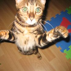 Bengal Zodiac Midnight Gold