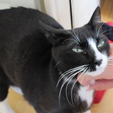 Huskat Missi (Lillemis).