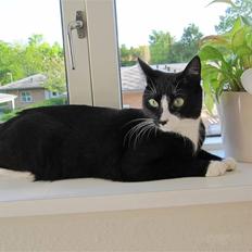 Huskat Missi (Lillemis).