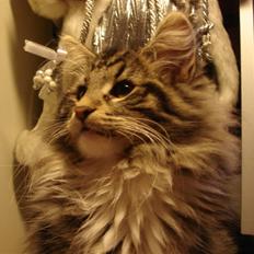 Norsk Skovkat DK H.M Cats Dancing Queen