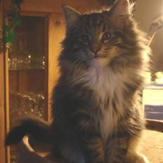 Norsk Skovkat DK H.M Cats Dancing Queen