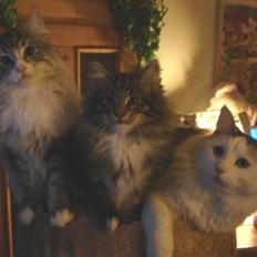 Norsk Skovkat DK H.M Cats Dancing Queen