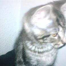 Blanding af racer CILLE