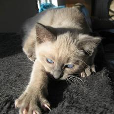 Siameser Tootsie
