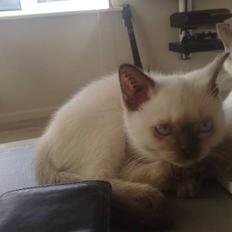 British Shorthair Pingo