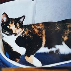 Huskat Molly - R.I.P.