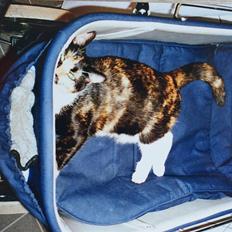 Huskat Molly - R.I.P.