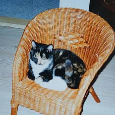 Huskat Molly - R.I.P.