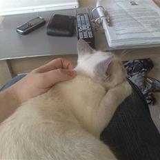 British Shorthair Darling