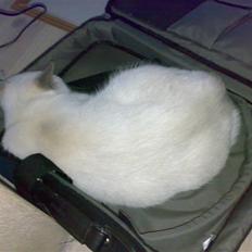 British Shorthair Darling