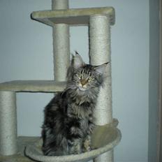 Maine Coon Alexia DK Firestar 