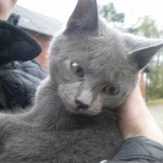 Blanding af racer kit