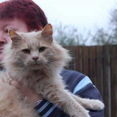 Norsk Skovkat Havheksens Pjuskebuks