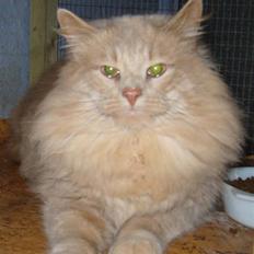 Norsk Skovkat Havheksens Pjuskebuks