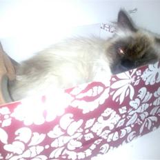 Ragdoll Gaya *Efterlyst*