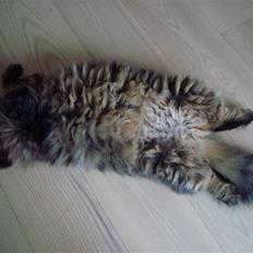 Blanding af racer Conrad