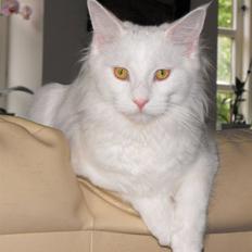 Maine Coon CH.SnowAngels Cassiopeia R.I.P