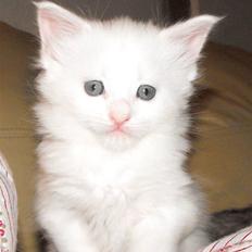 Maine Coon CH.SnowAngels Cassiopeia R.I.P