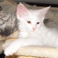 Maine Coon CH.SnowAngels Cassiopeia R.I.P