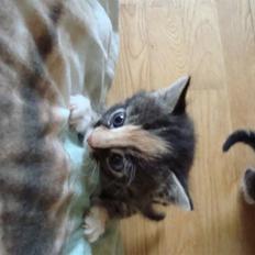 Blanding af racer Trine