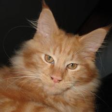 Maine Coon simba 