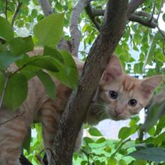 Blanding af racer oskar