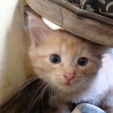 Blanding af racer oskar