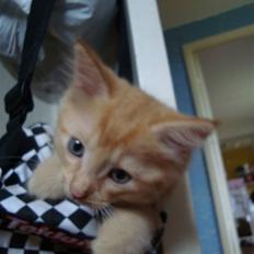 Blanding af racer oskar