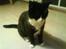 Huskat Bamse - Smukke kat =)