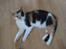 Huskat Trold