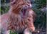 Maine Coon CH M.S. v3-Linden-Brunnen