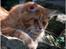 Maine Coon CH M.S. v3-Linden-Brunnen