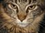 Maine Coon balbooms angelo