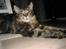 Maine Coon balbooms angelo
