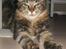 Maine Coon balbooms angelo