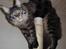 Maine Coon Boromir Gondor(Ganddie)