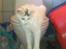 Maine Coon Akia