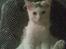 Maine Coon Akia
