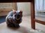 Cornish Rex Bamsekats Anton Berg