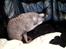 Cornish Rex Bamsekats Anton Berg