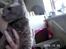 Cornish Rex Bamsekats Anton Berg