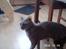 Cornish Rex Bamsekats Anton Berg